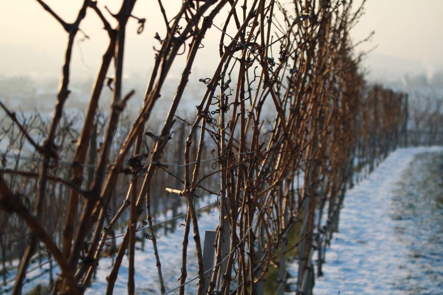 Weinreben in Oberkirch