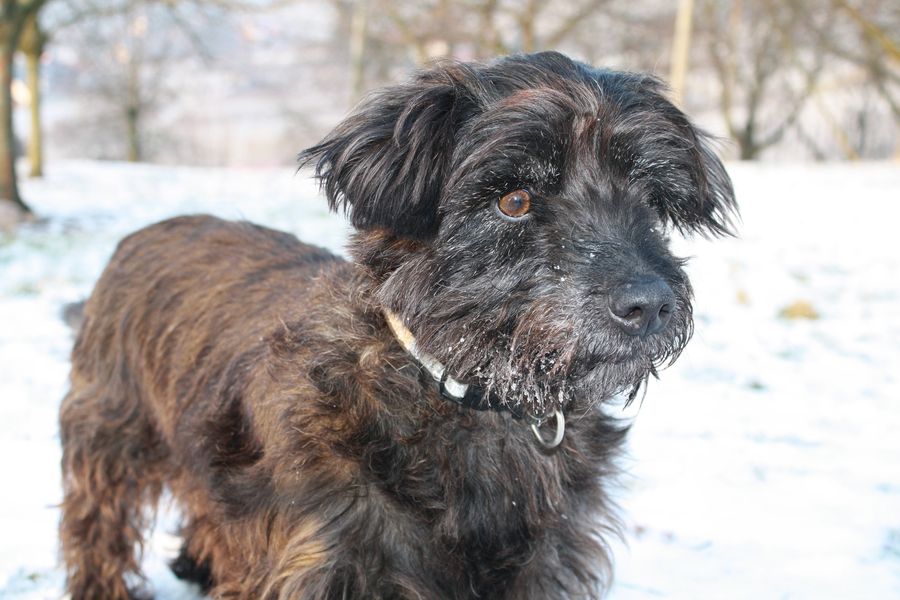 Wachhund