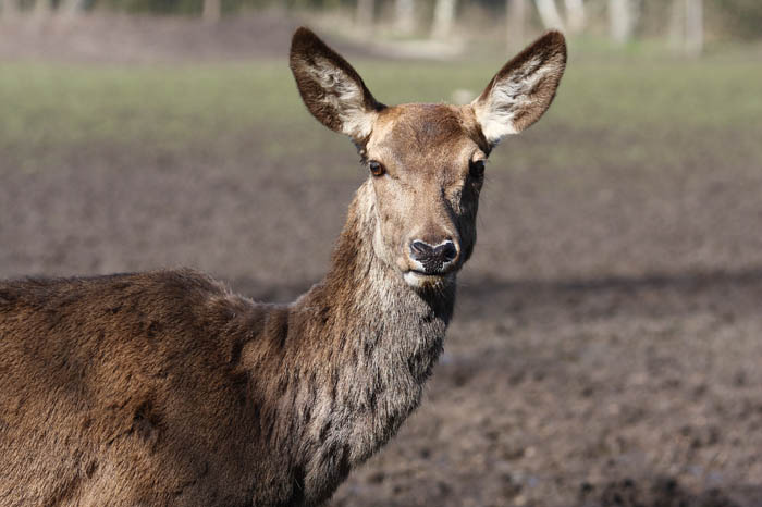 Rehe Park