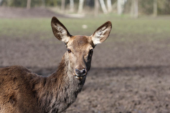 Rehe Park 2