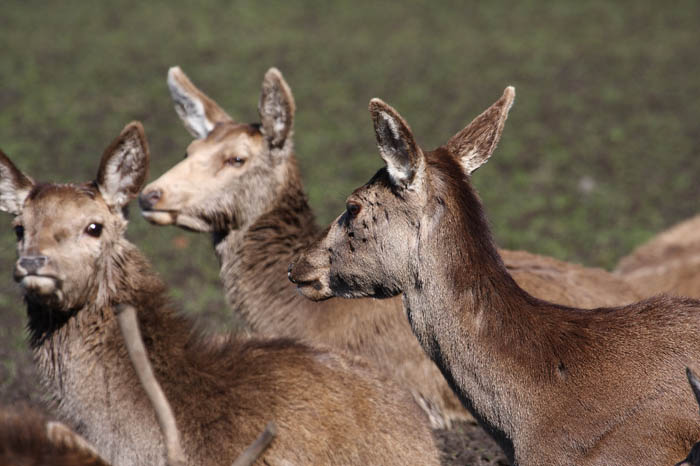 Rehe Park 3