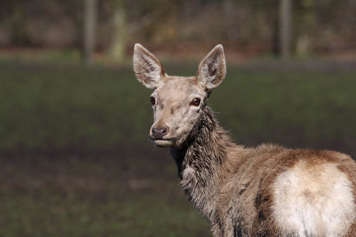 Rehe Park