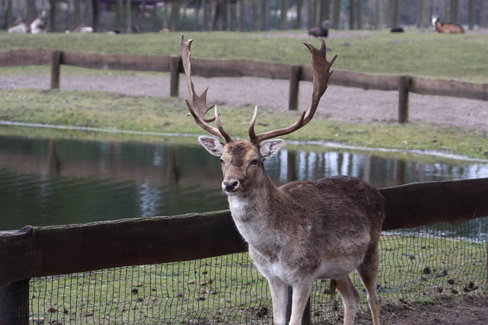 Hirsch