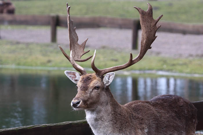 Hirsch 3