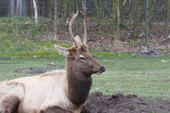 Hirsch