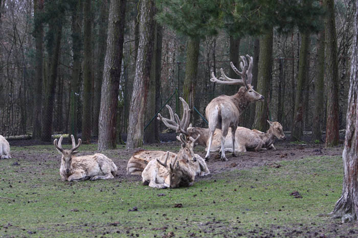 Dammhirsch