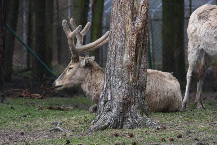 Hirsch