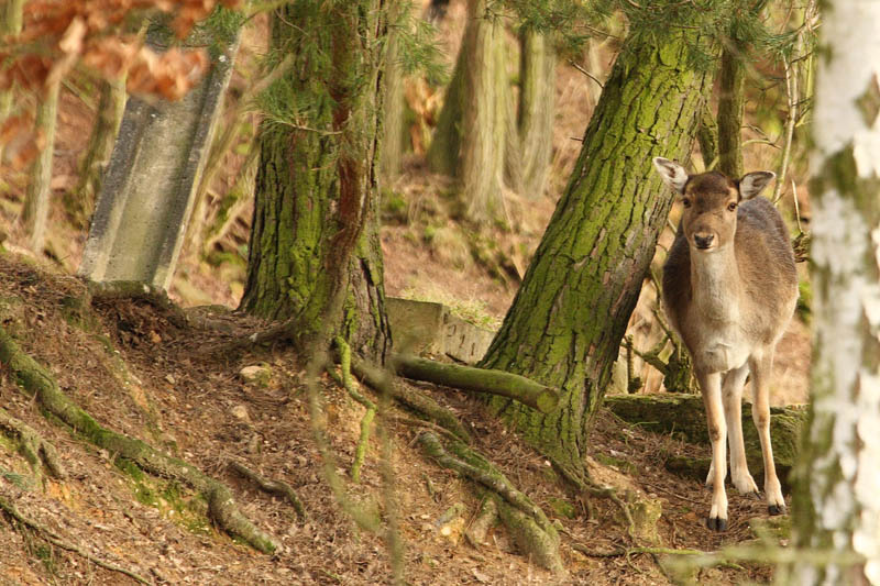 Rehe im Wald 2
