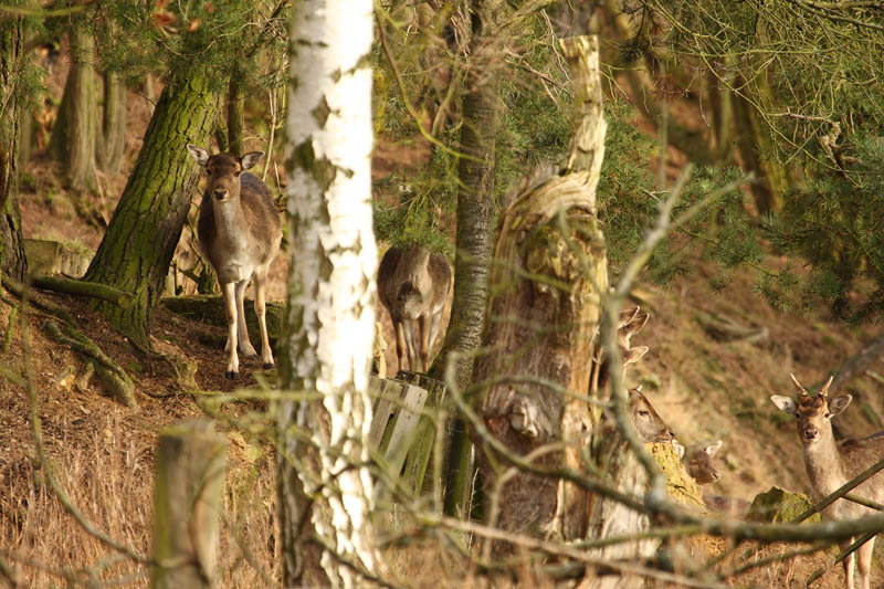 Rehe im Wald 3
