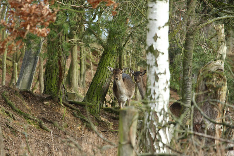 Rehe im Wald 4