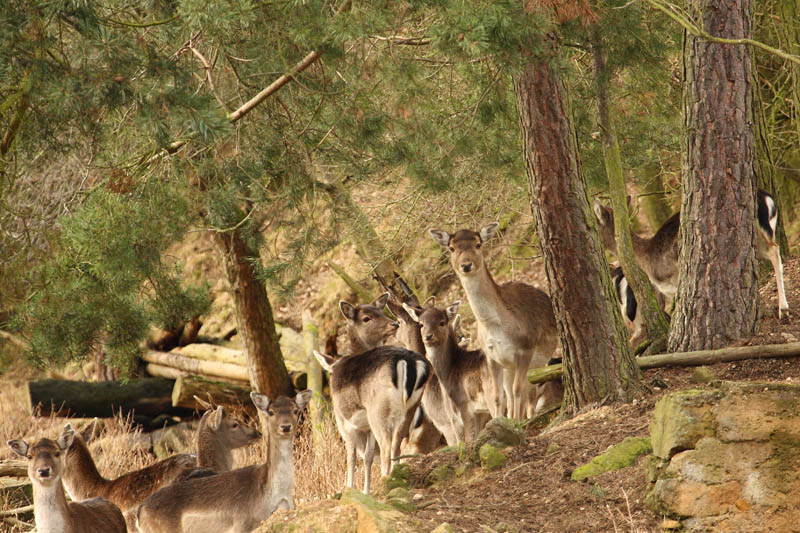 Rehe im Wald 5