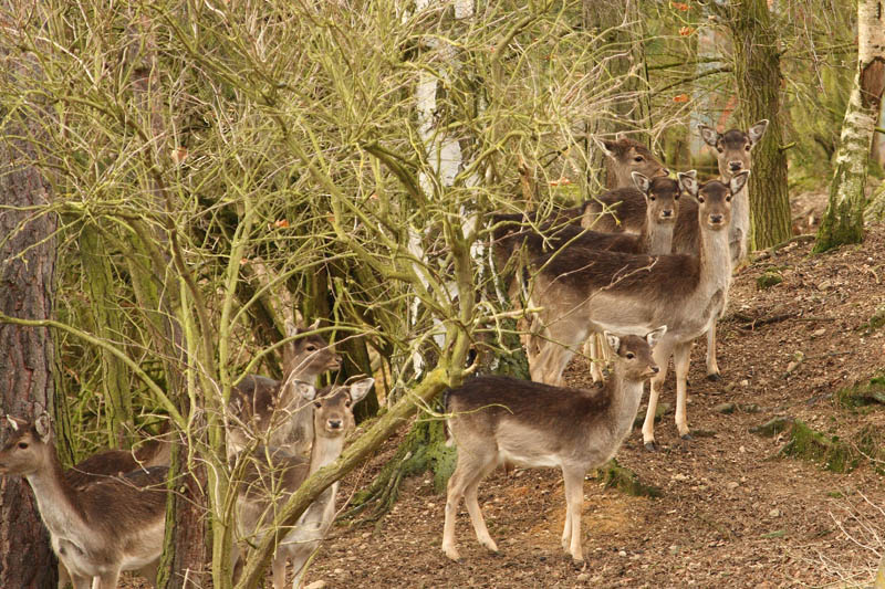 Rehe im Wald 7