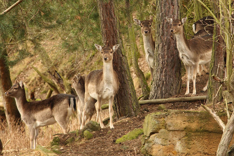 Rehe im Wald 8