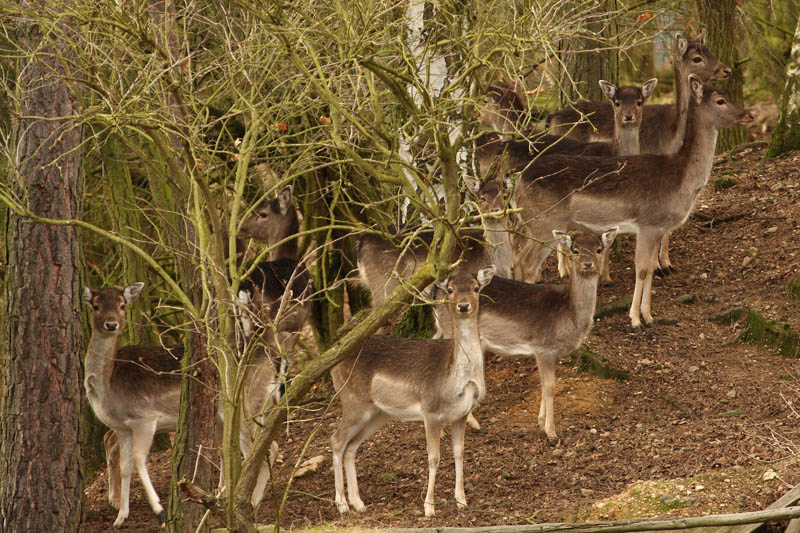 Rehe im Wald 9