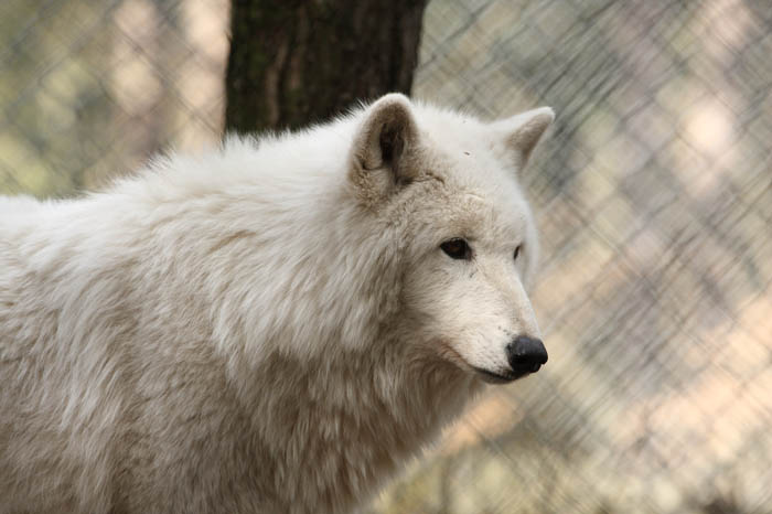 Polarwolf