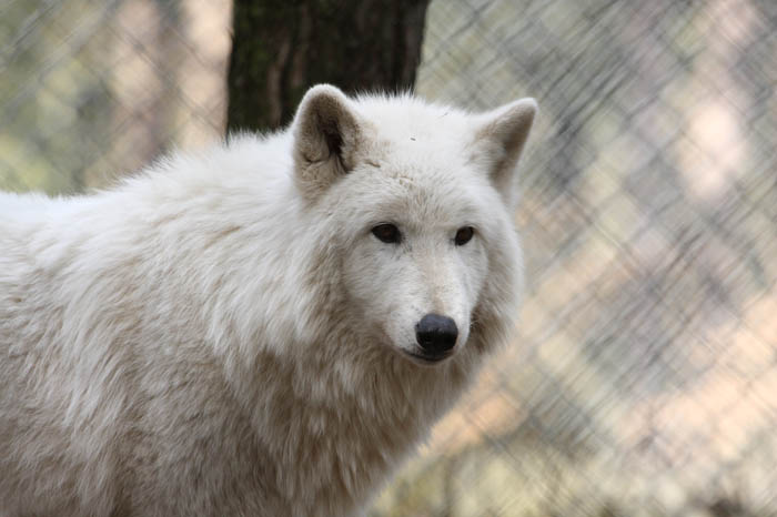 Polarwolf 2
