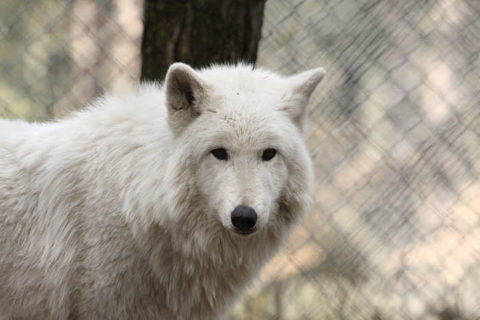 Polarwolf 3