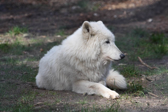 Polarwolf 4