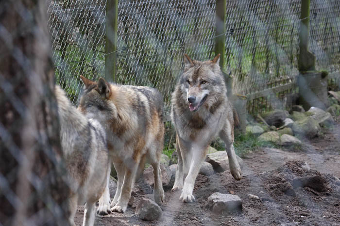 Euro. Wolf