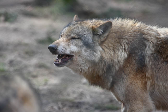 Euro. Wolf 2