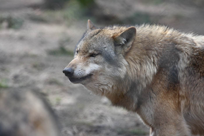 Euro. Wolf 3