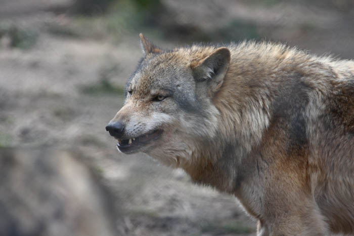 Euro. Wolf 4