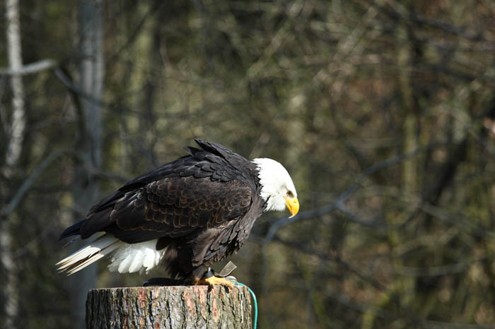 Weikopfseeadler