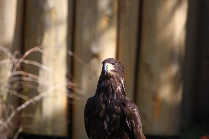 Bussard