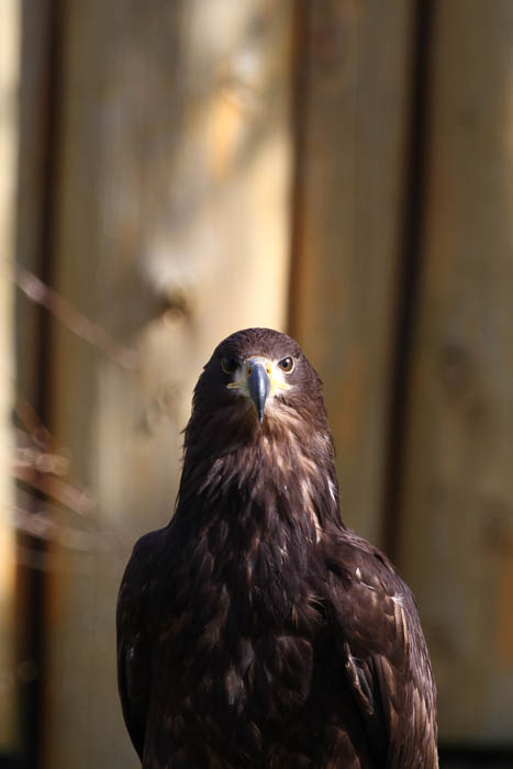 Bussard 2