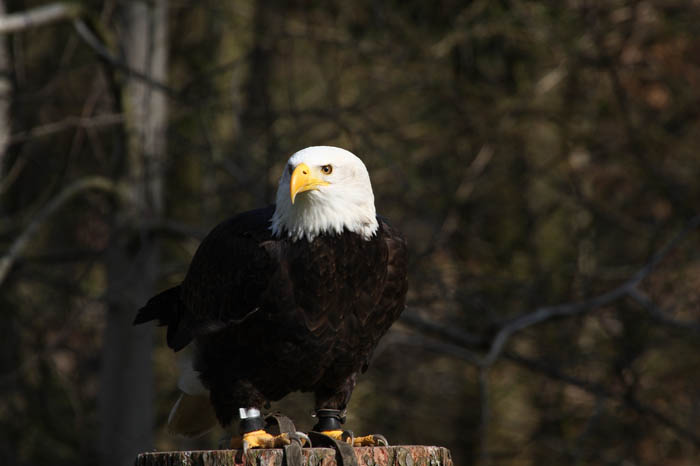 Weikopfseeadler 2