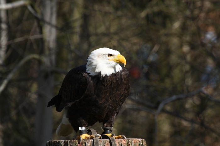 Weikopfseeadler 4