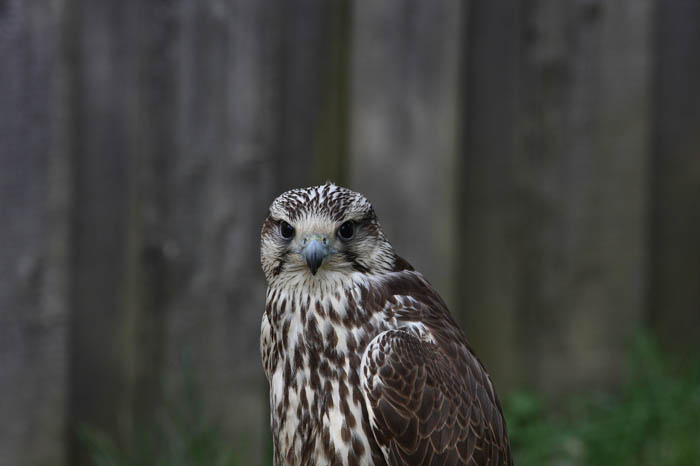 Turmfalke
