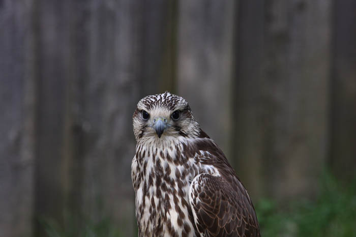 Turmfalke 2