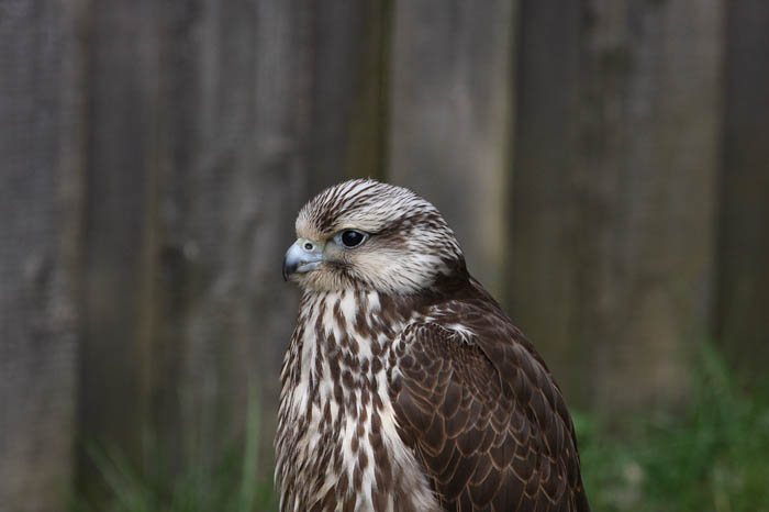 Turmfalke 3
