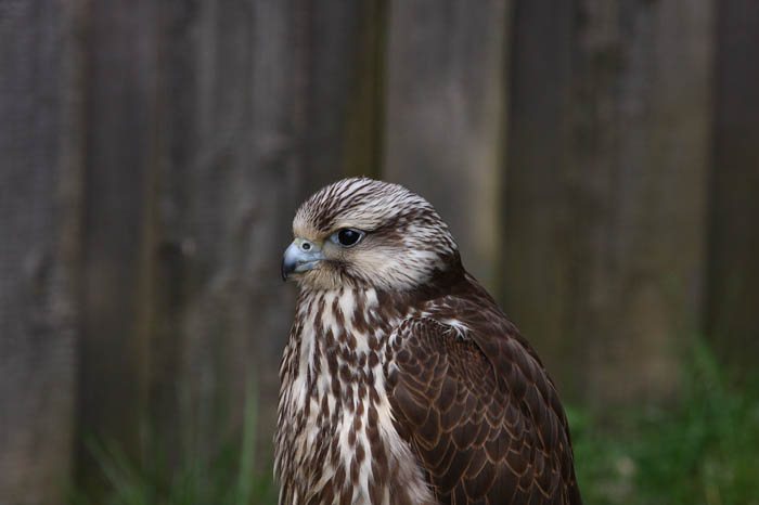 Turmfalke 4