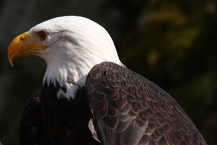 Weikopfseeadler Kopf