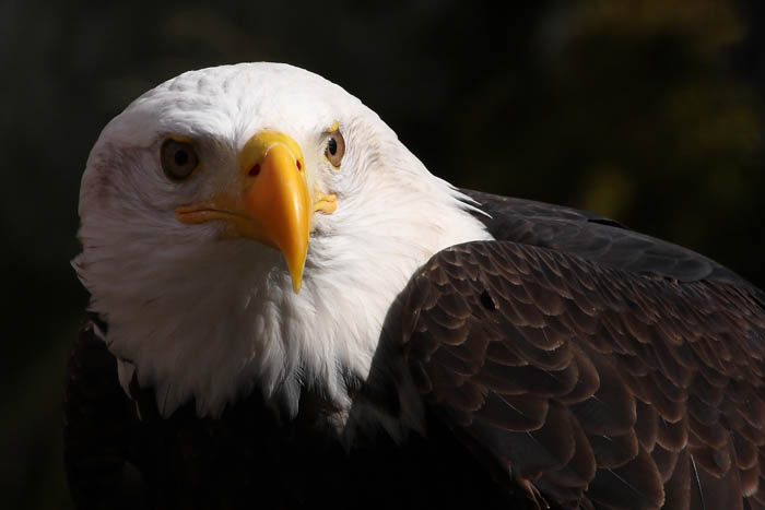 Weikopfseeadler Kopf 2
