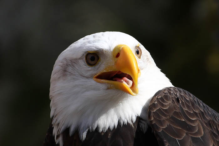 Weikopfseeadler Kopf 3