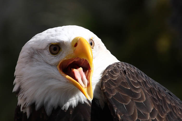 Weikopfseeadler Kopf 4