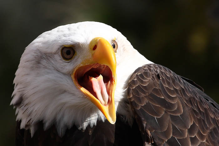 Weikopfseeadler Kopf 6