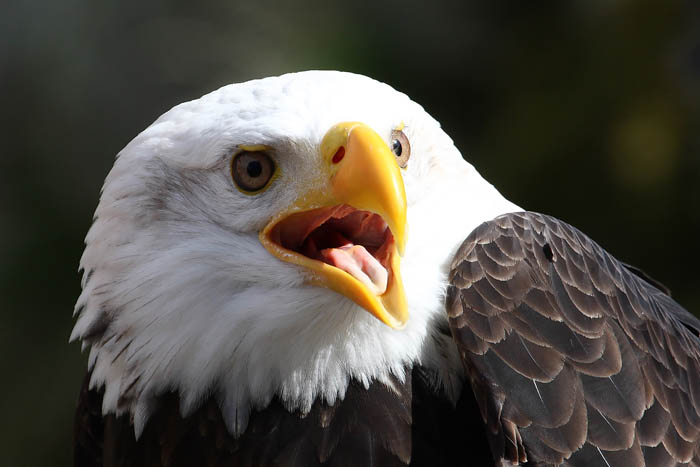 Weikopfseeadler Kopf 7