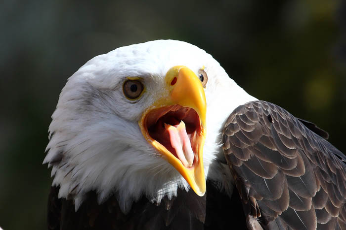 Weikopfseeadler Kopf 8