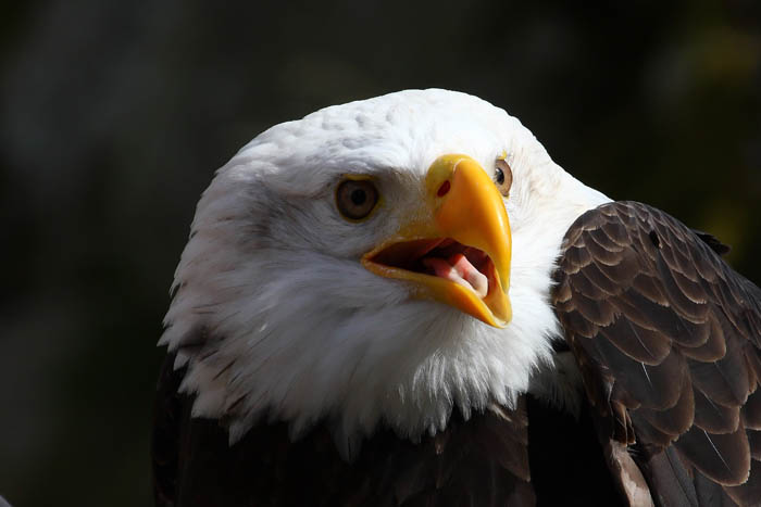 Weikopfseeadler Kopf 10