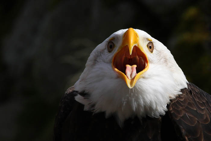 Weikopfseeadler Kopf 11