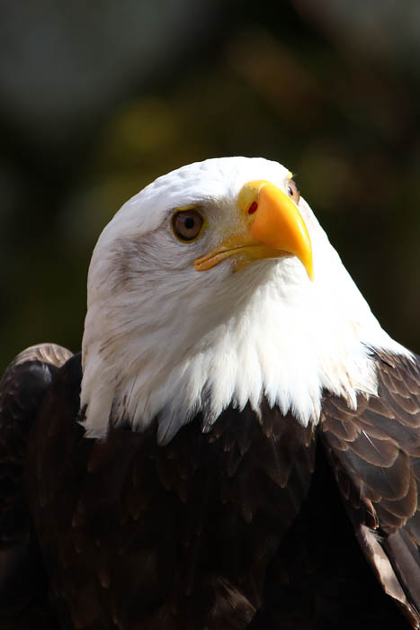 Weikopfseeadler Kopf 14