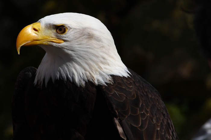 Weikopfseeadler Kopf 15