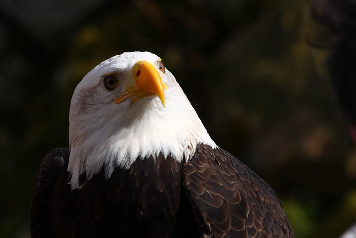 Weikopfseeadler Kopf 17