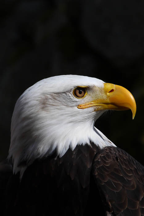 Weikopfseeadler Kopf 19