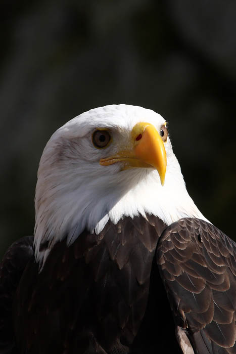 Weikopfseeadler Kopf 20