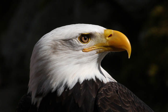 Weikopfseeadler Kopf 21